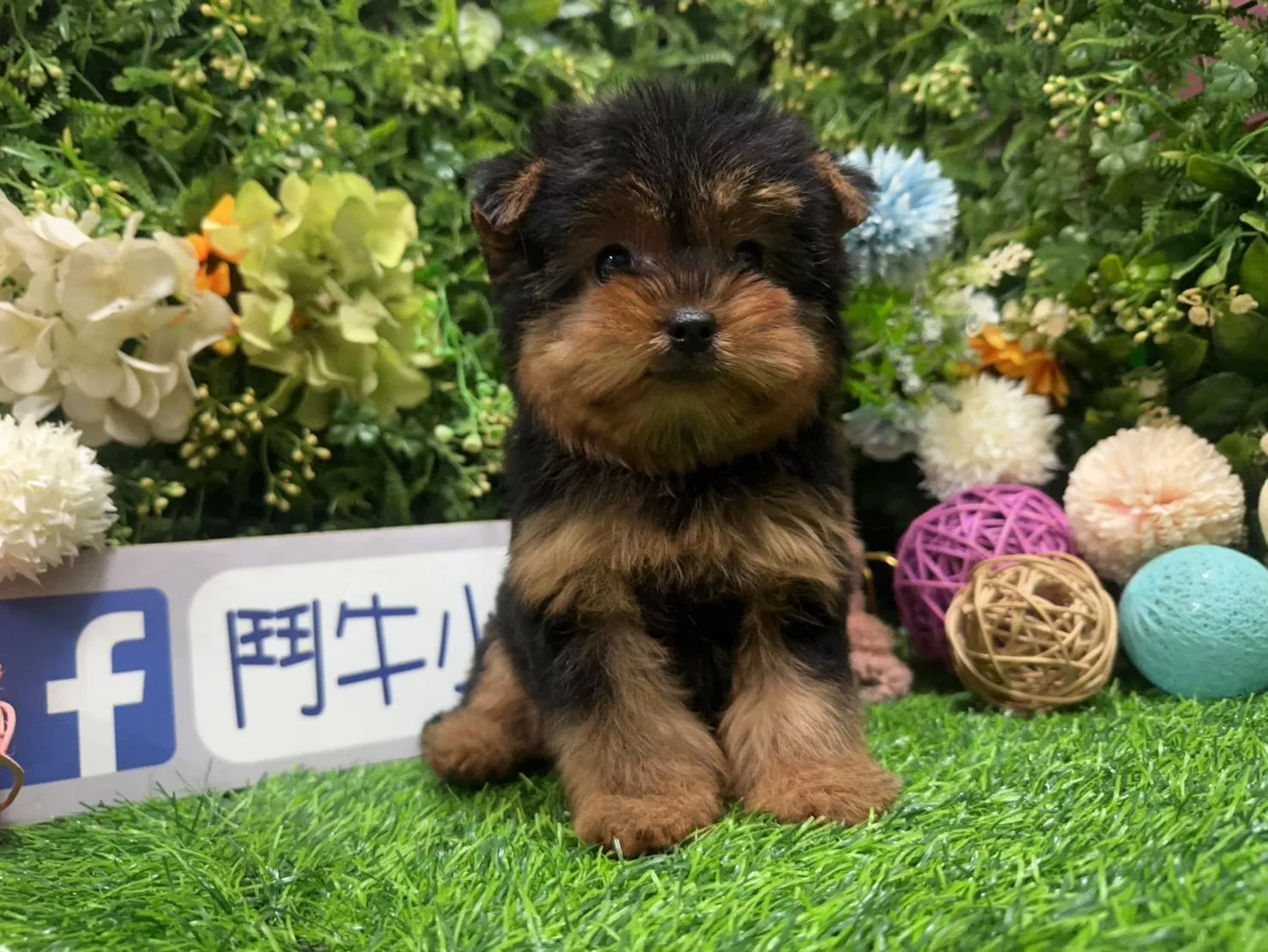 碼7100 12/15生日迷你茶杯型黑蓋約克夏妹妹 詢問請洽客服