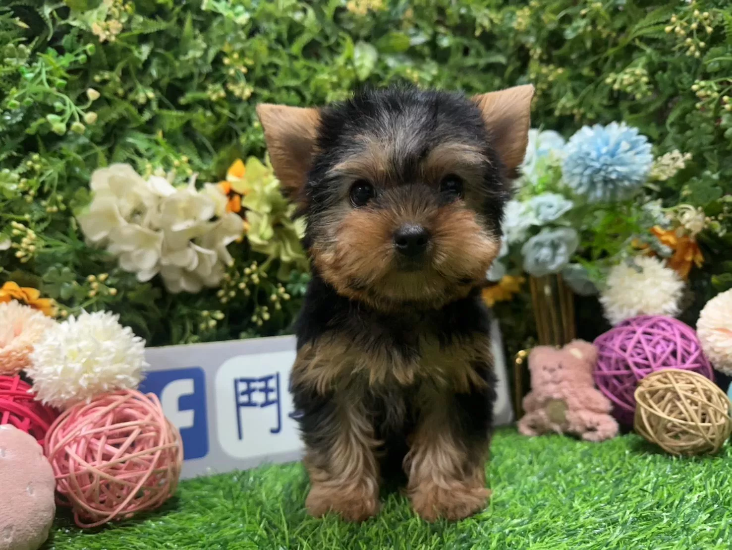 碼7118 12/15生日茶杯型紅頭銀蓋約克夏妹妹 詢問請洽客服