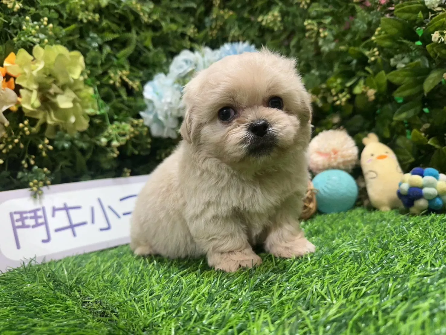 碼7106 1/15生日茶杯型杏色瑪爾泰迪妹妹 詢問請洽客服