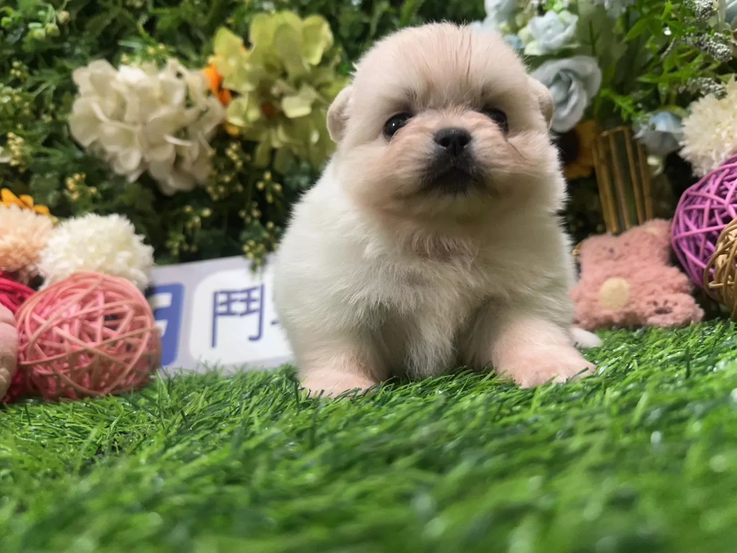 碼7107 1/20生日 迷你茶杯型松鼠白博美妹妹 詢問請洽客服