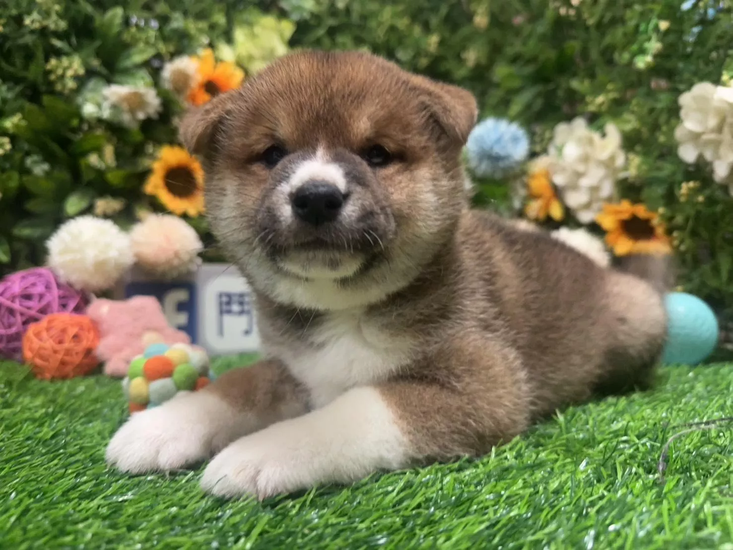 碼7113 1/20生日胡麻紅 赤柴妹妹 詢問請洽客服