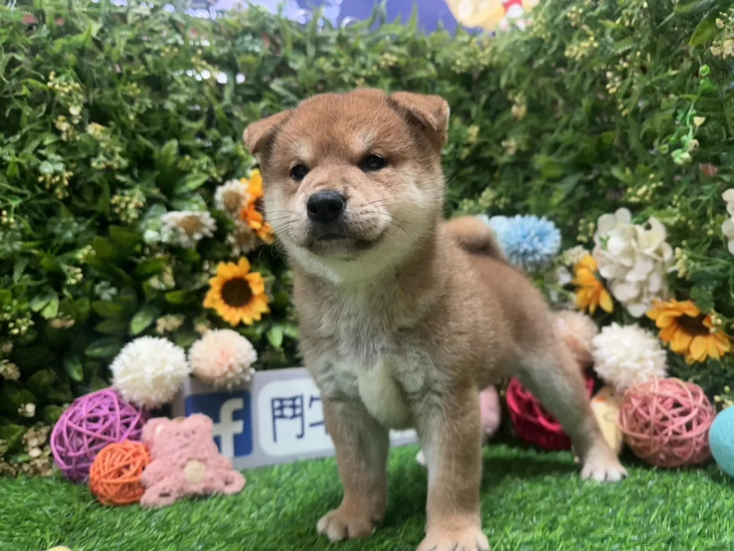 碼8325 1/20生日亮橘紅赤柴妹妹 詢問請洽客服