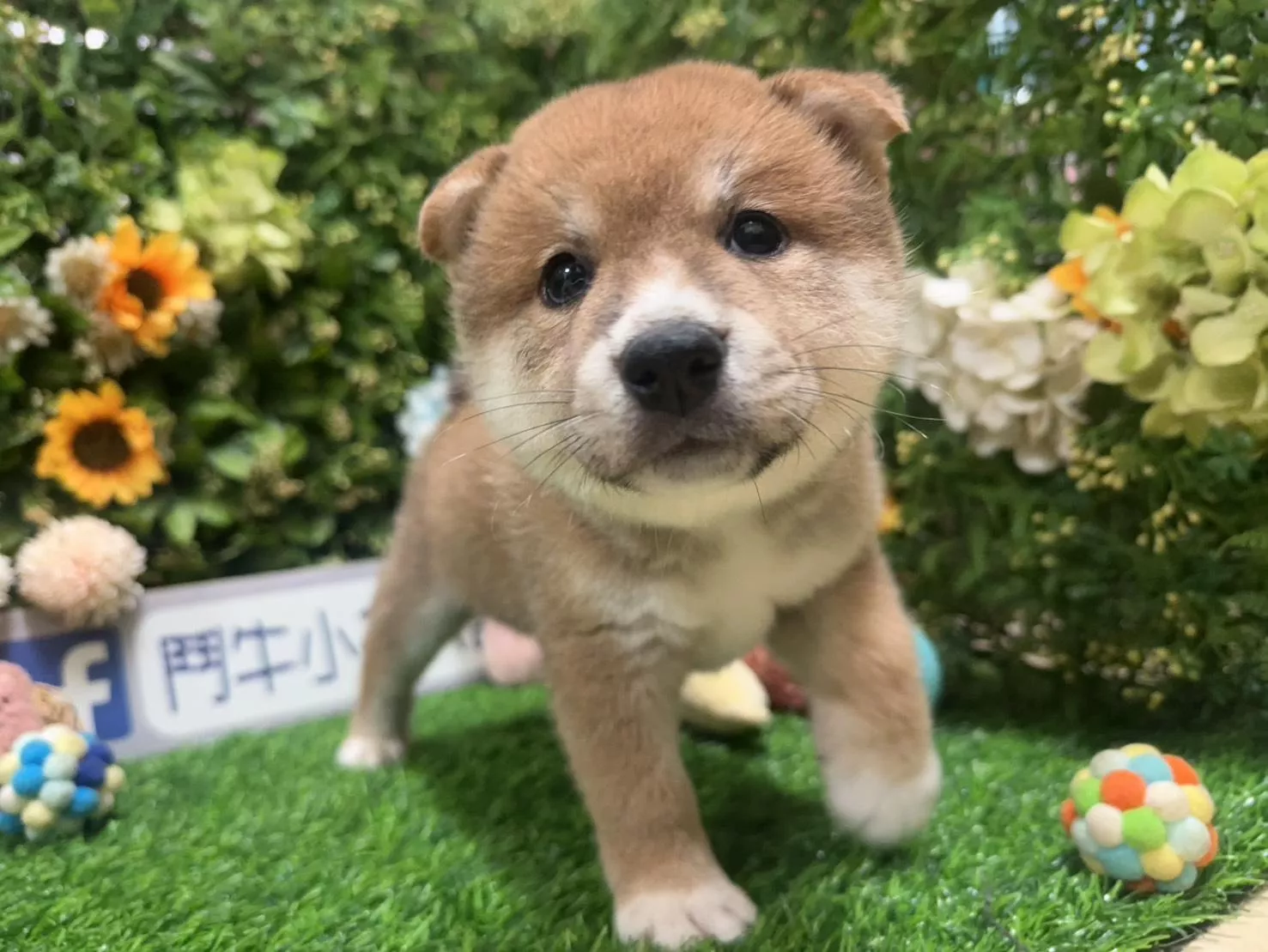 碼8328 1/20生日亮橘紅赤柴弟弟 詢問請洽客服