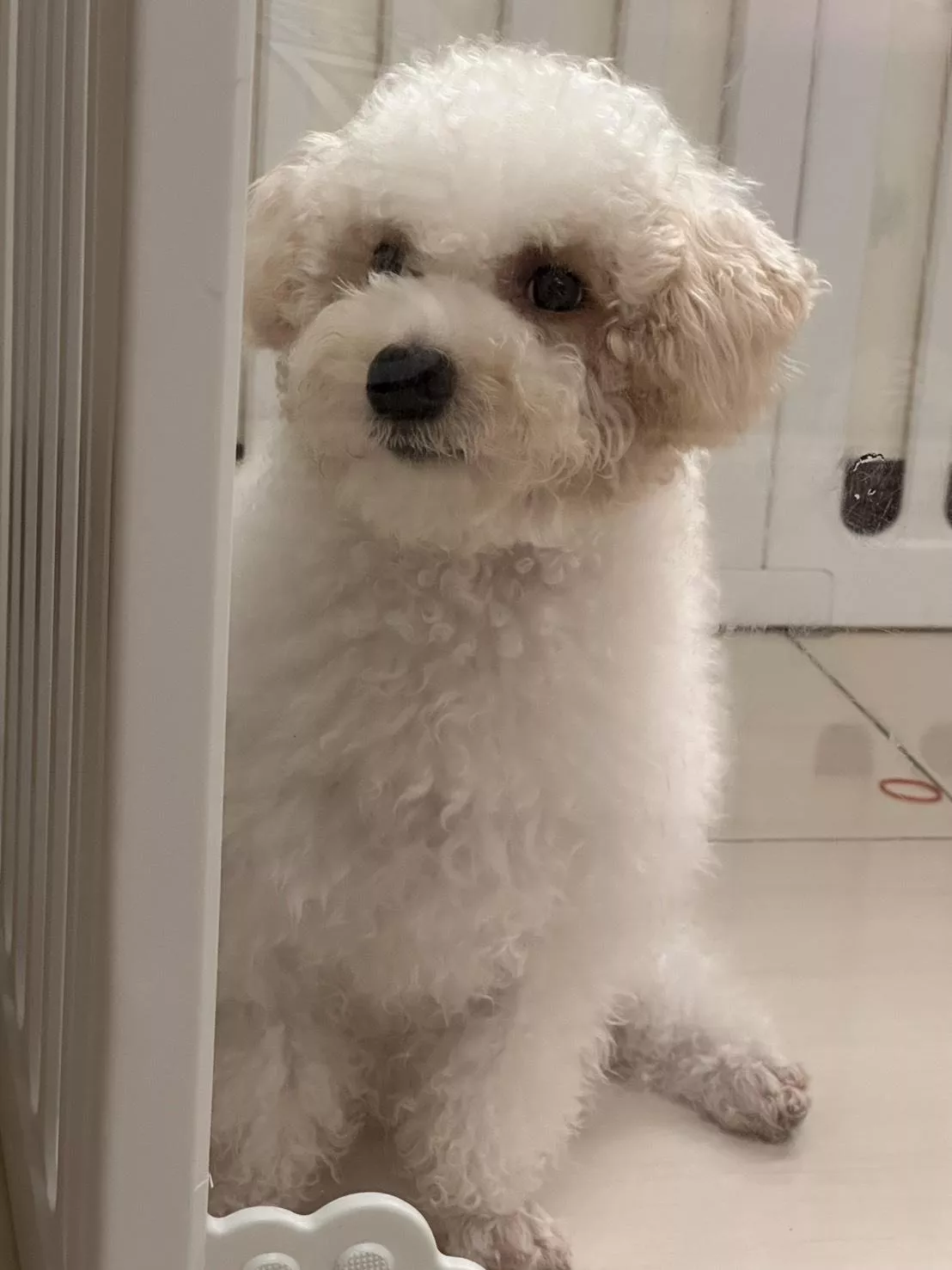 尋家 碼3237 114/7/20生日 活潑親人小年輕花比熊弟弟