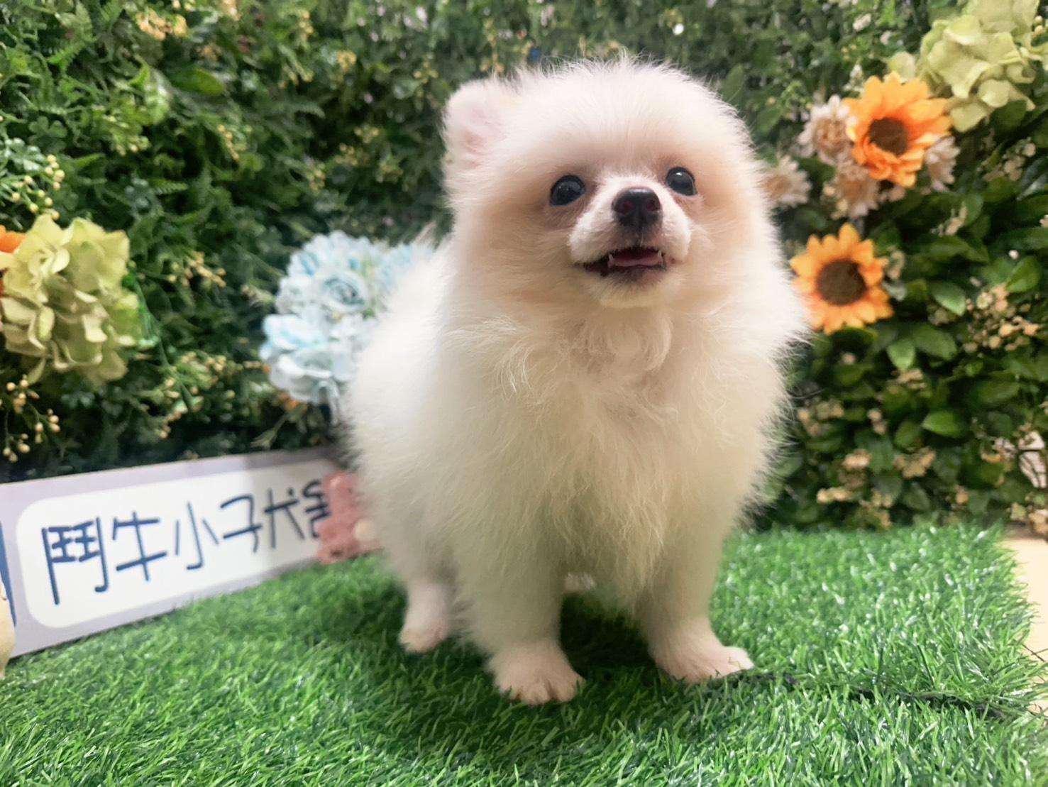 碼4966 115/05/04生日迷你茶杯型奶花長毛吉娃娃弟弟 詢問請洽客服
