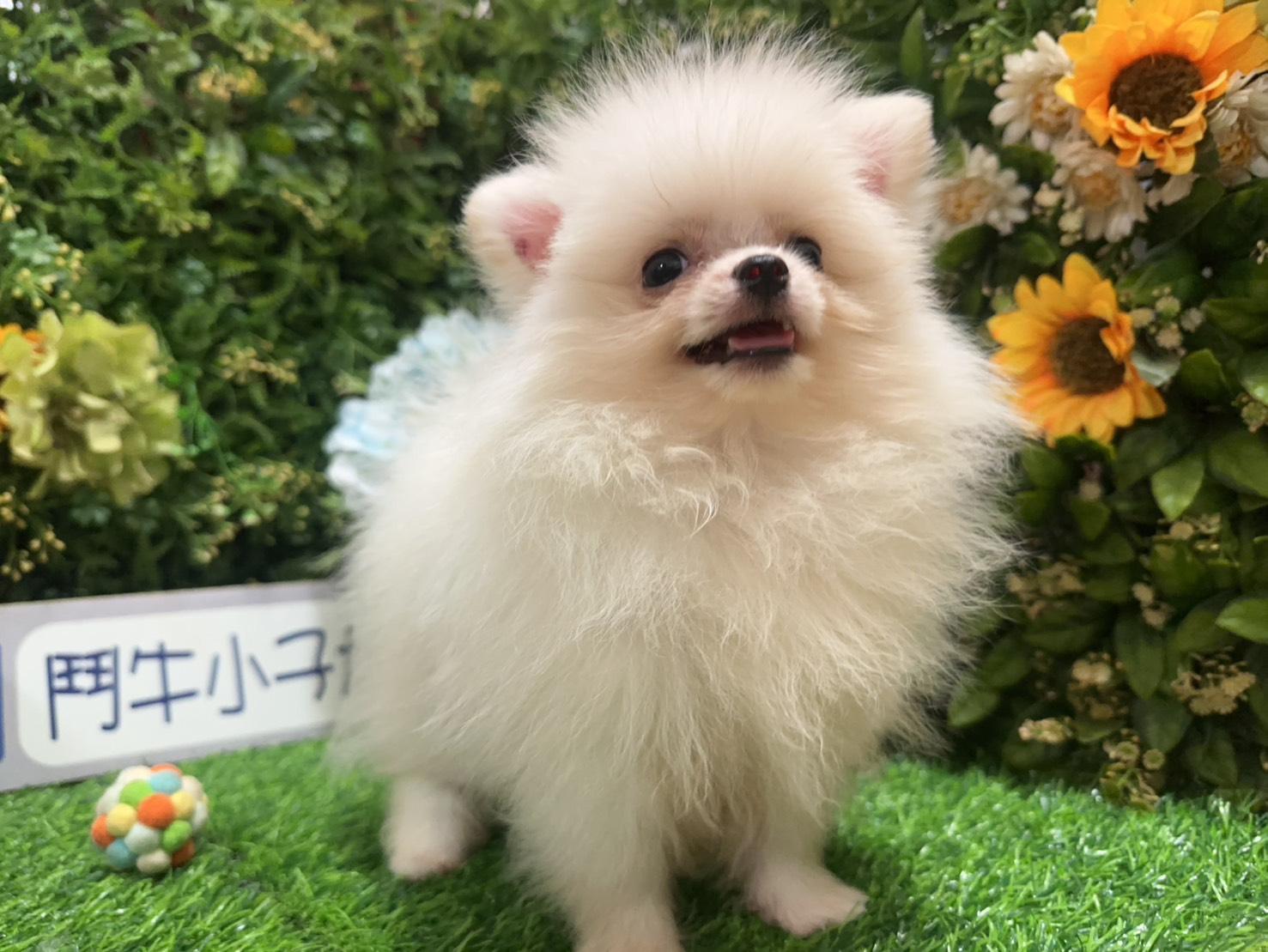 碼4964 115/05/04生日迷你茶杯型長毛吉娃娃弟弟 詢問請洽客服