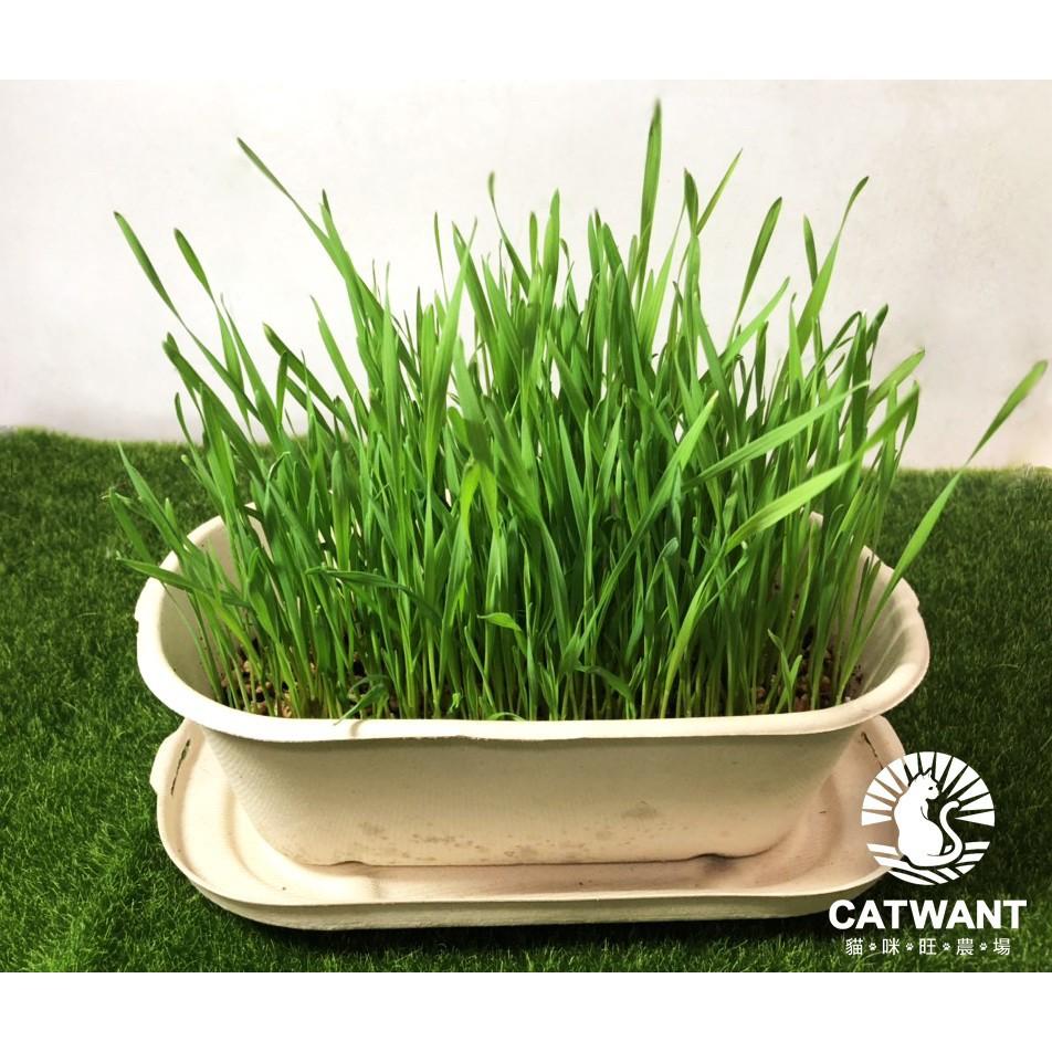 【貓咪旺農場】貓草(小麥草)栽培組 DIY 種植
