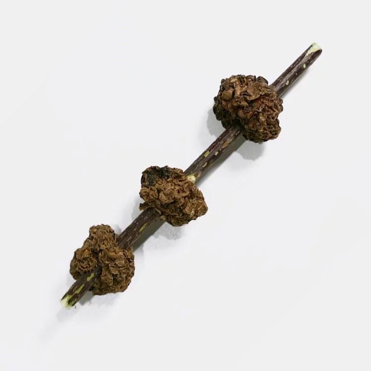 【貓咪旺農場】貓薄荷 木天蓼 磨牙貓玩具