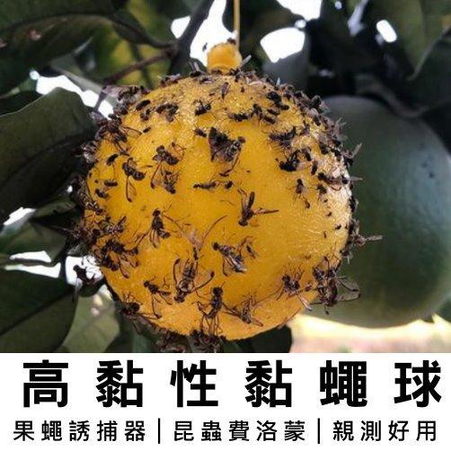 《台灣現貨 果蠅誘捕器》安全無毒 物理捕蠅 小果蠅 黏蠅球 果實蠅 飛蟲 百香果 殺果蠅 果蠅剋星【VR030946】