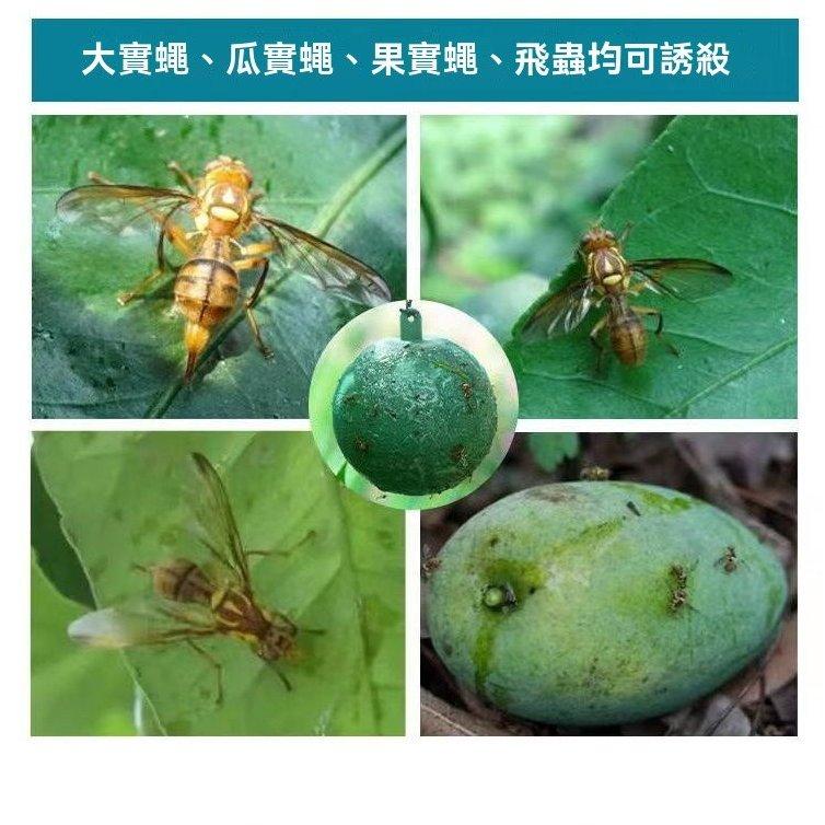 《台灣現貨 果蠅誘捕器》安全無毒 物理捕蠅 小果蠅 黏蠅球 果實蠅 飛蟲 百香果 殺果蠅 果蠅剋星【VR030946】