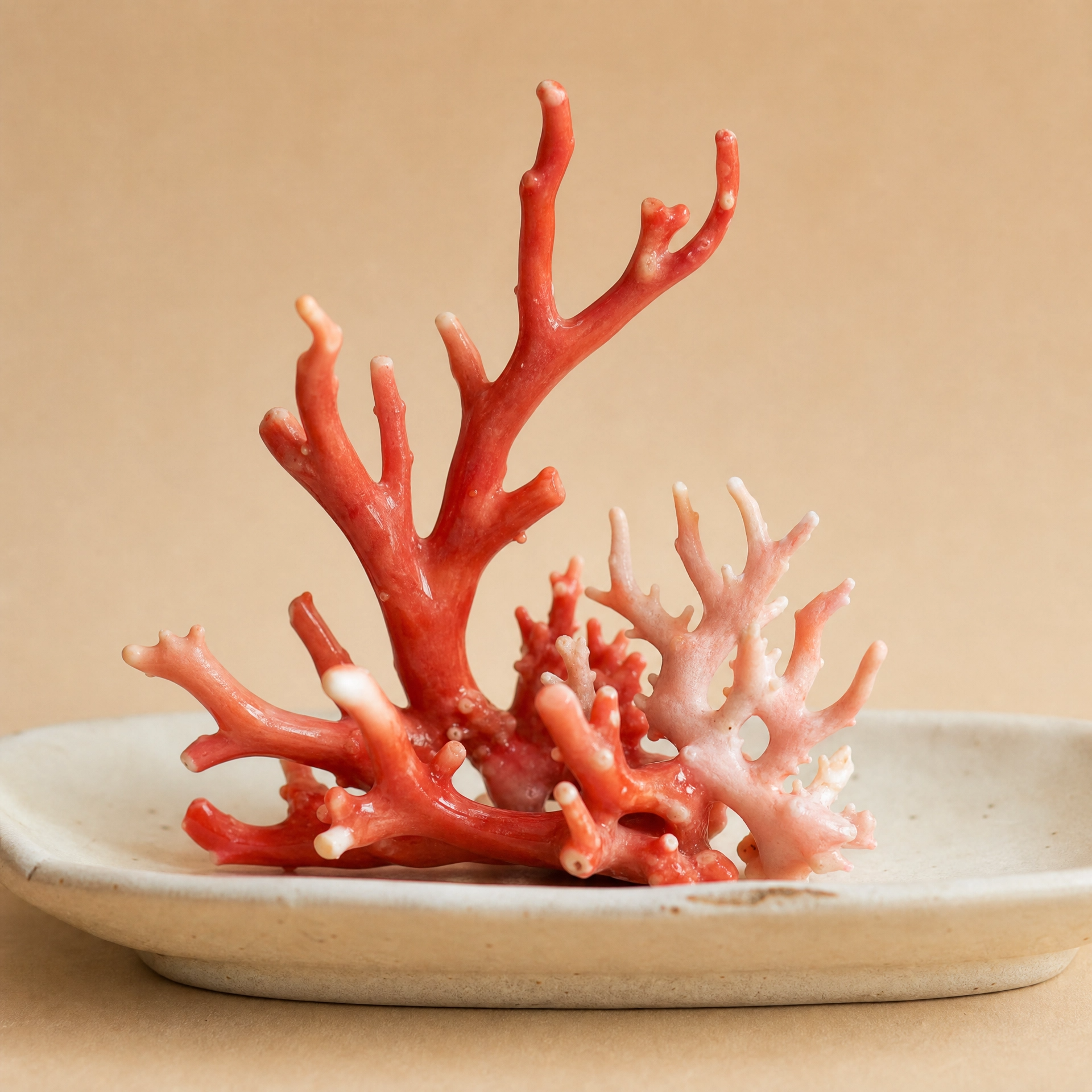 coral_japanese_style.png