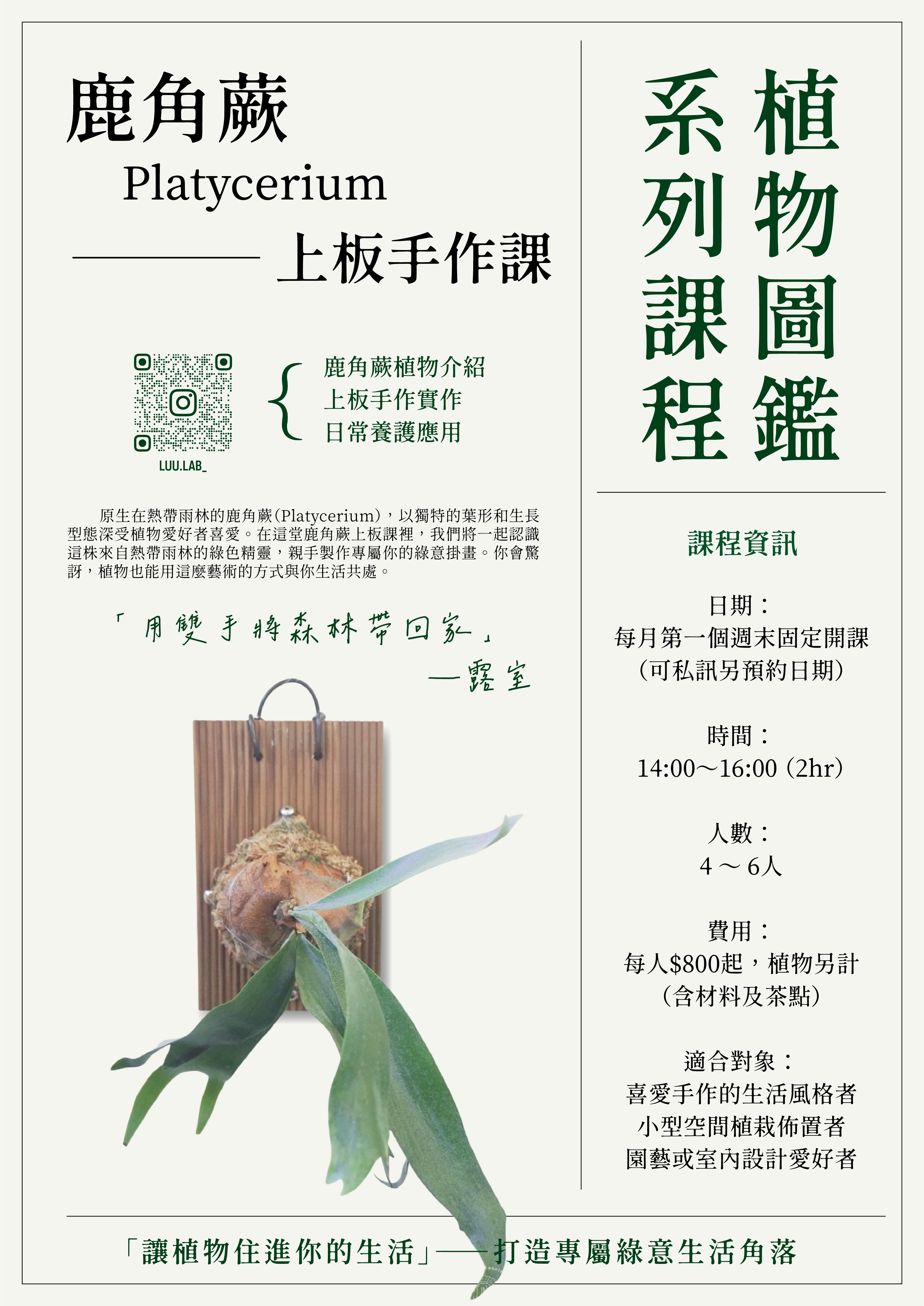 植物圖鑑系列｜鹿角蕨上板