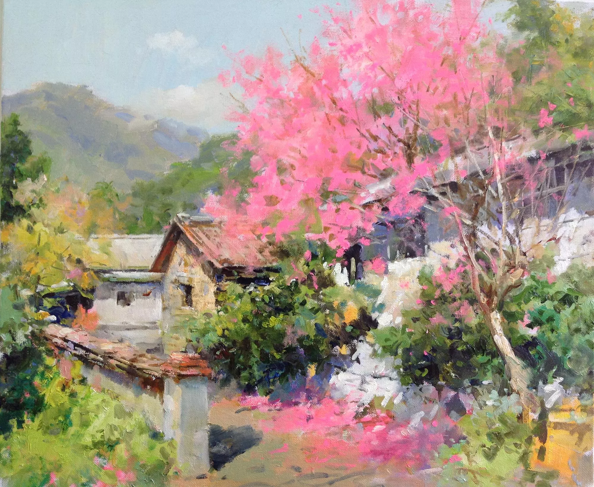 蘇瑞明 陽明春櫻 蘇瑞明 陽明春櫻