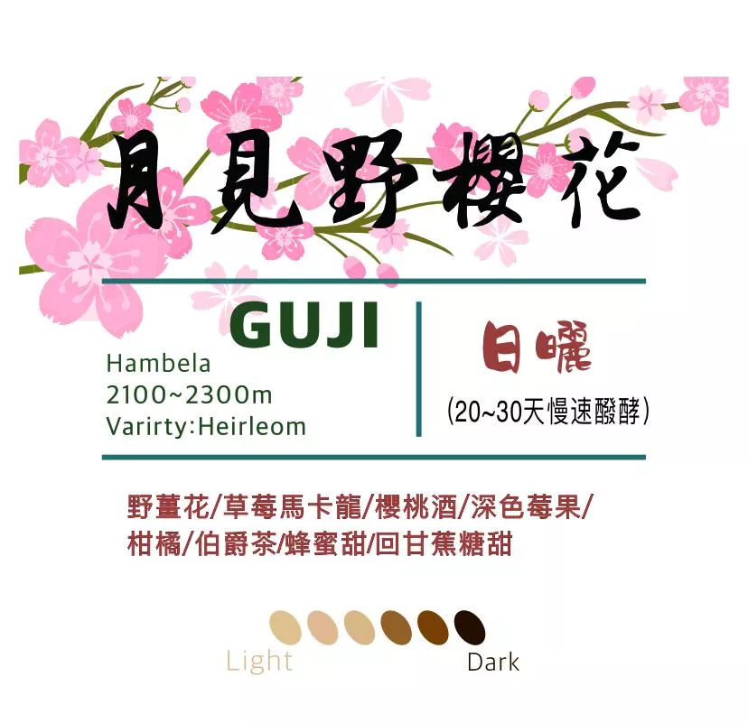 衣索比亞 古吉 月見野櫻花 日曬