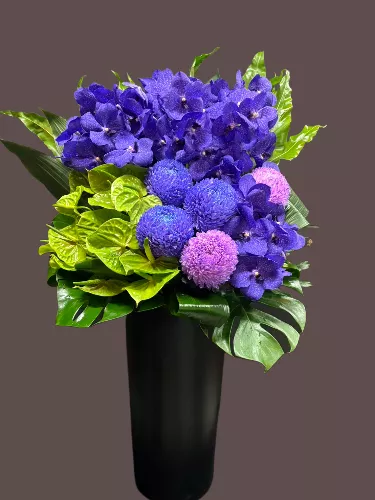 大型盆花《星夜榮光》