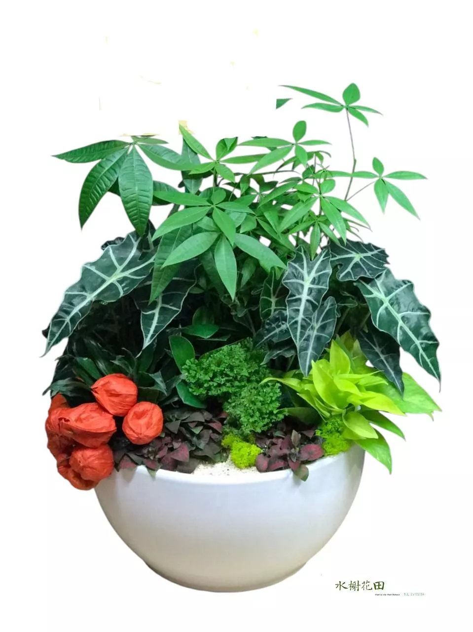 聚寶迎春-盆栽花禮