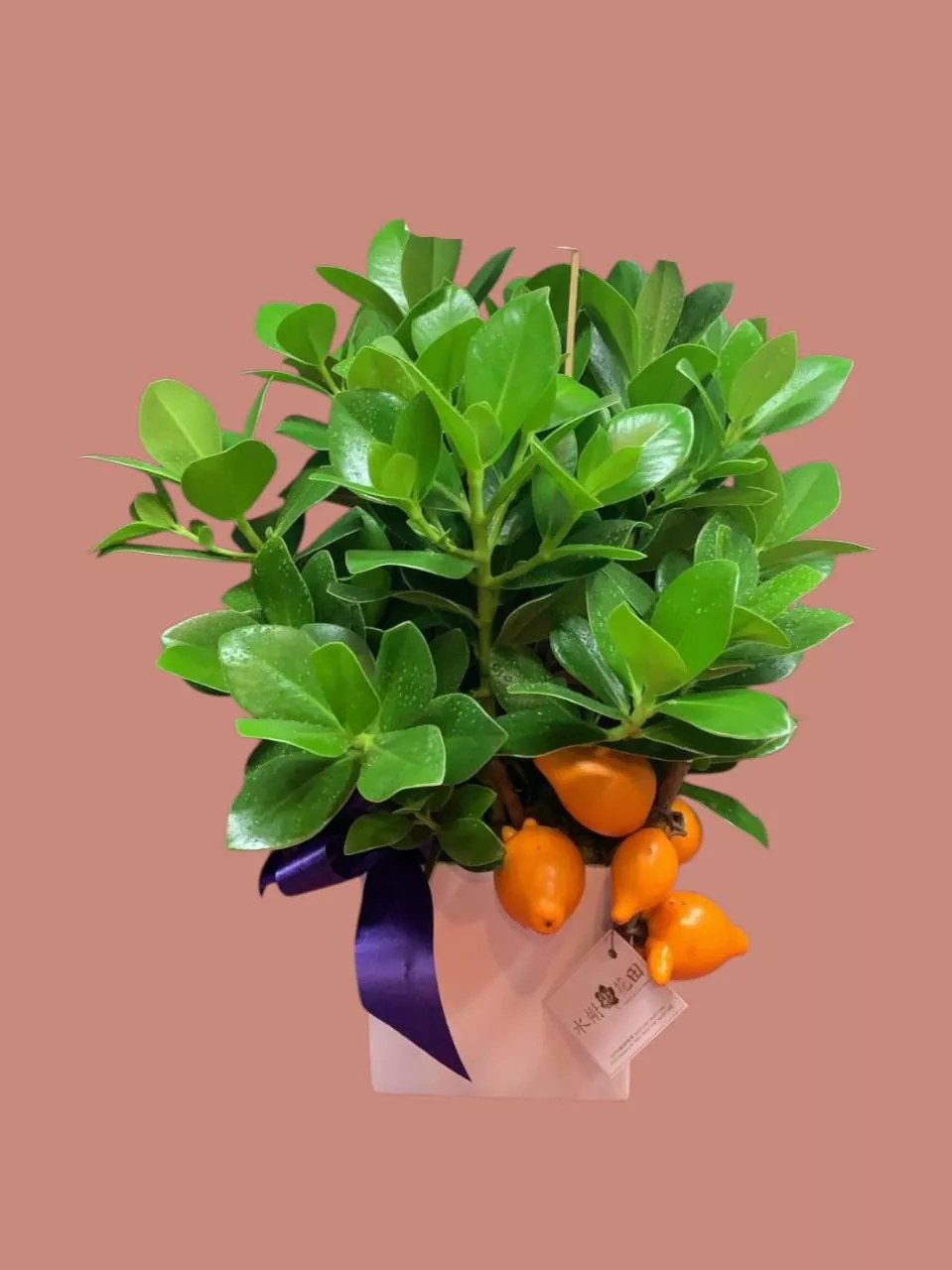 福祿綿延-盆栽花禮