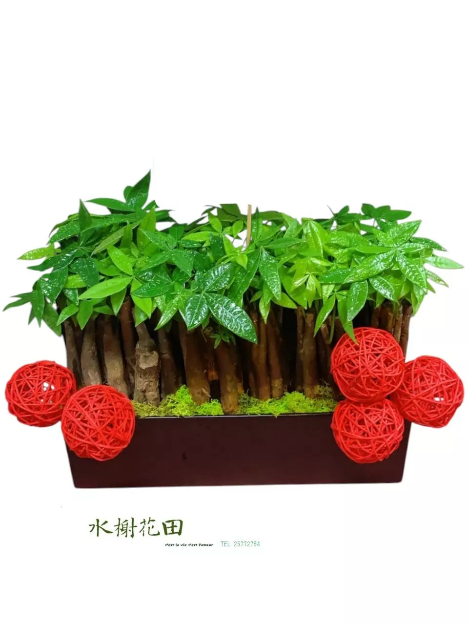 富樹吉祥-盆栽花禮