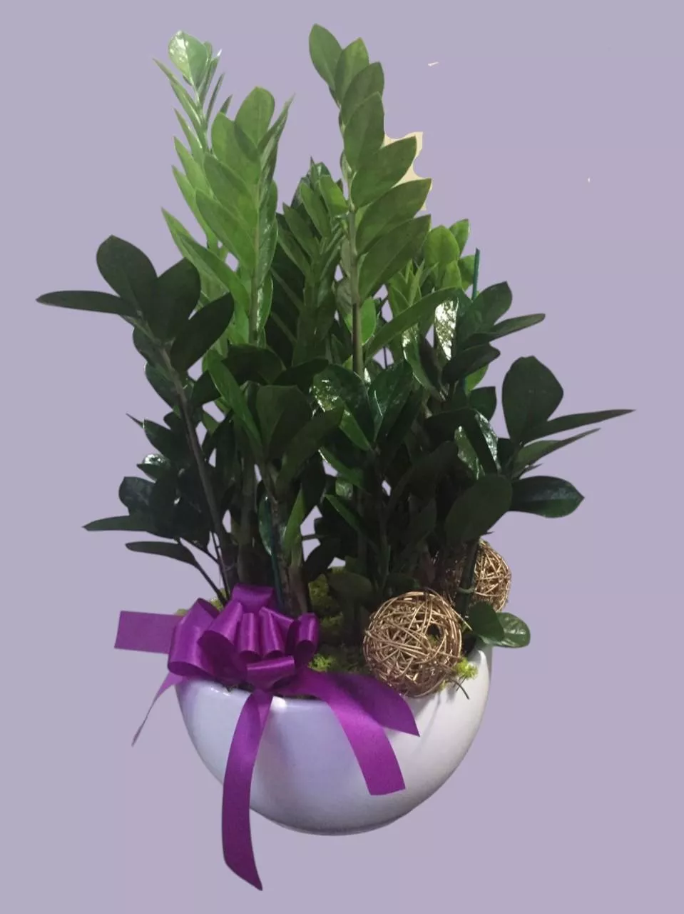 招財之樹-盆栽花禮