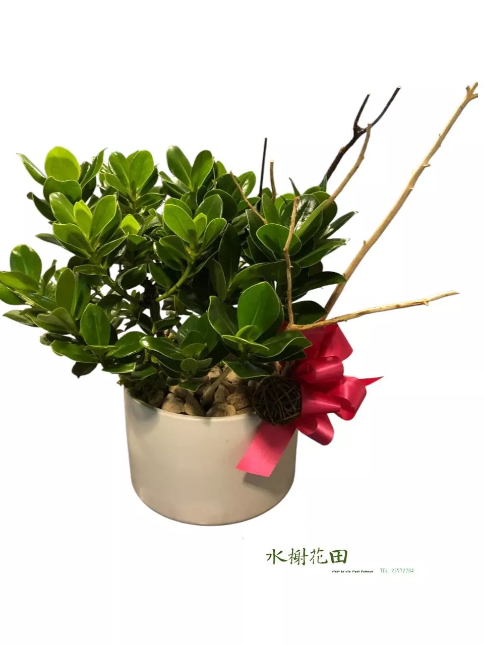 圓滿小幸運-盆栽花禮