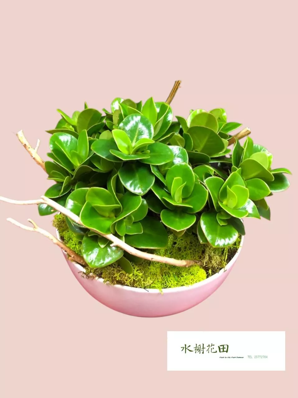 圓圓心語-盆栽花禮