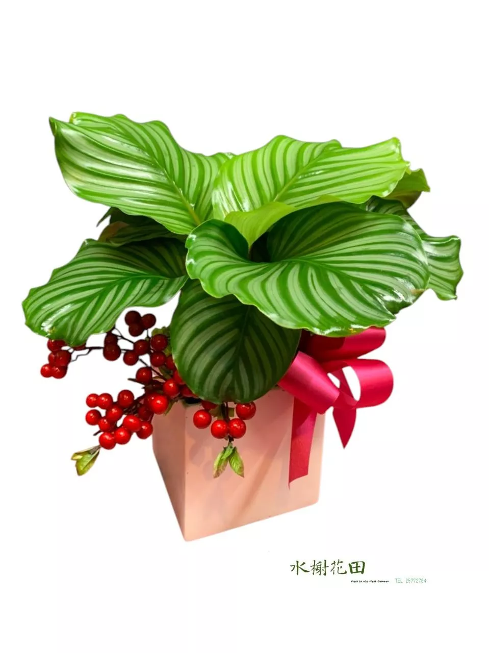 青蘋之語-盆栽花禮