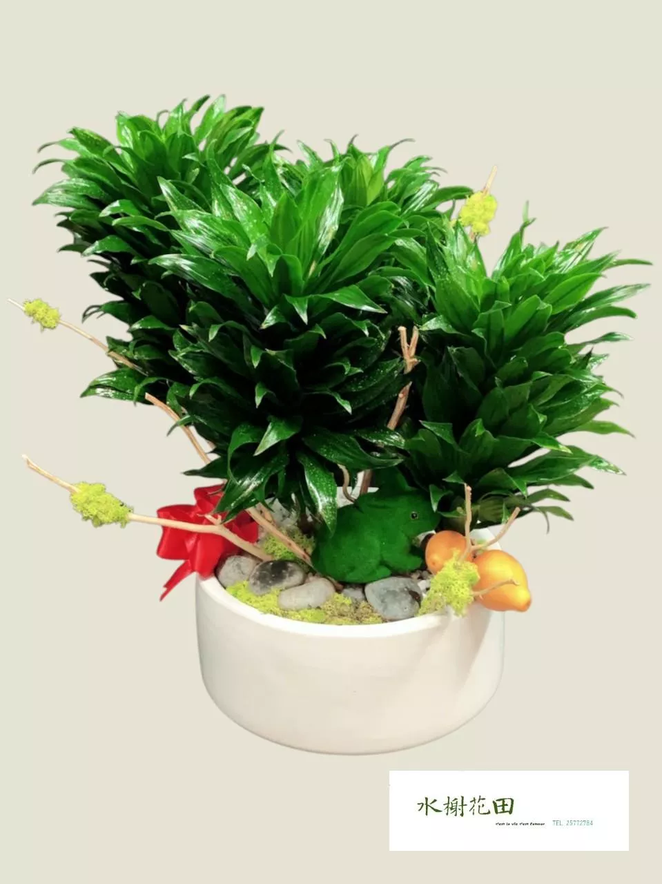 富貴長青-盆栽花禮