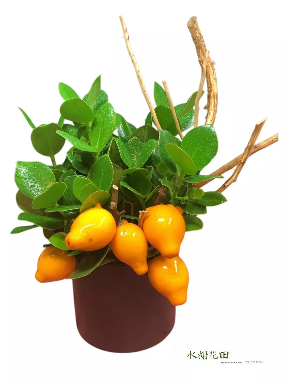 滿樹盈福-盆栽花禮