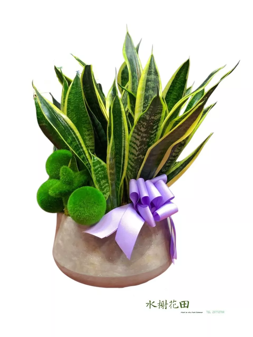 堅靜之森-金邊虎尾蘭