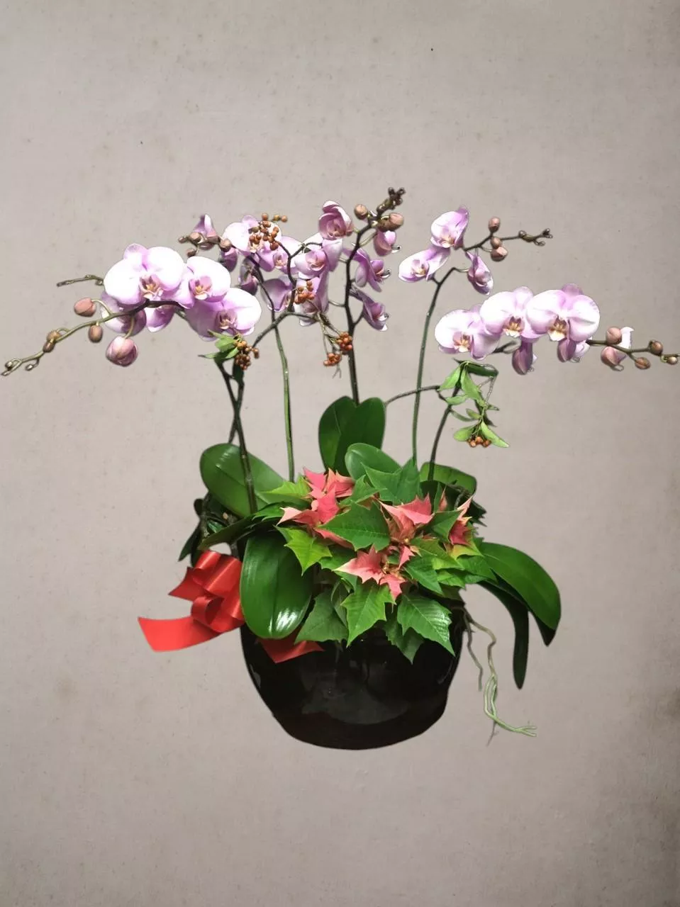 花漾心願-蝴蝶蘭