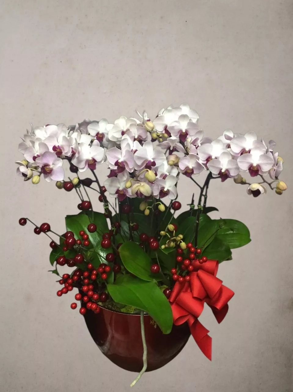 冠軍之花-蝴蝶蘭