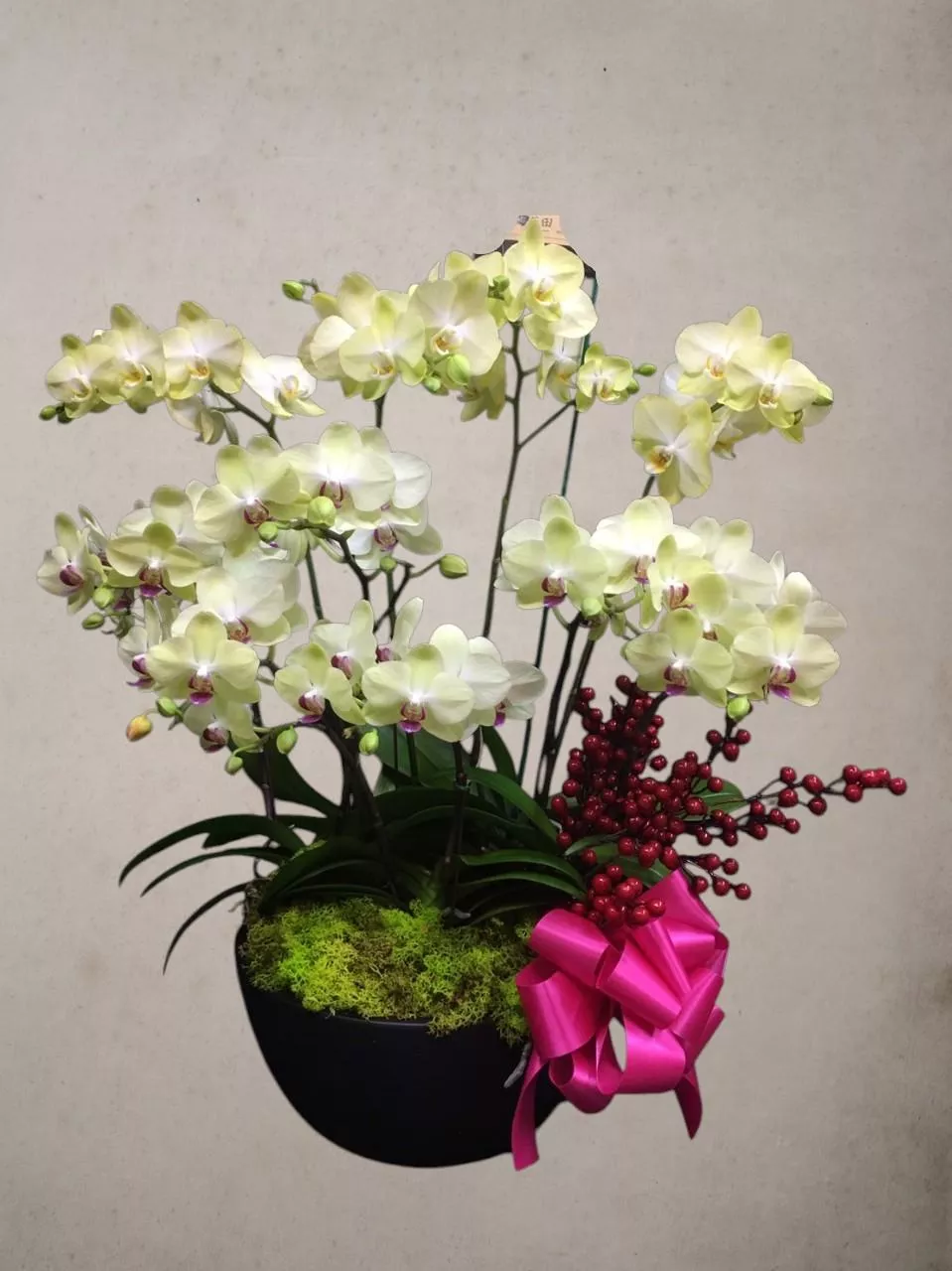 綻蘭富貴-蝴蝶蘭