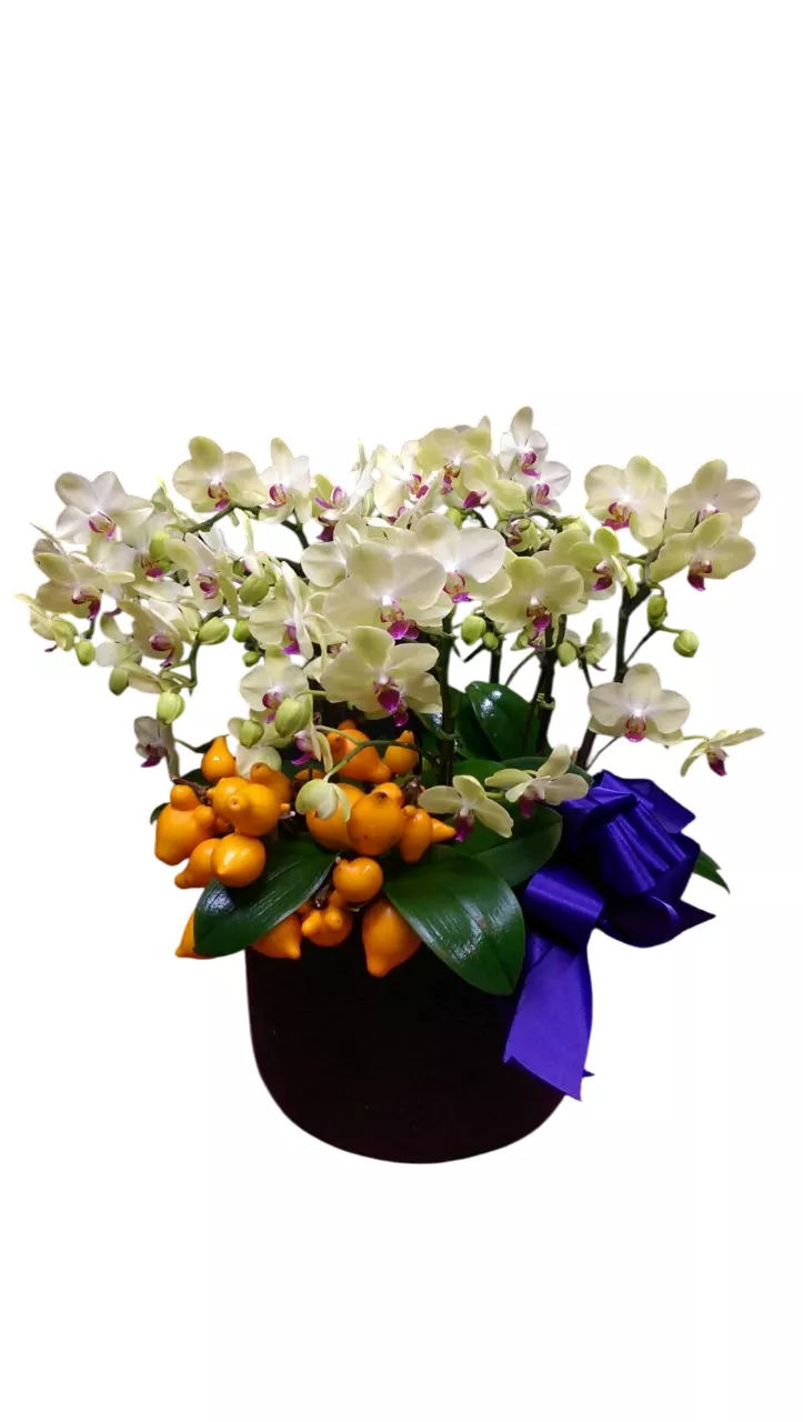 靜謐之詩-蝴蝶蘭