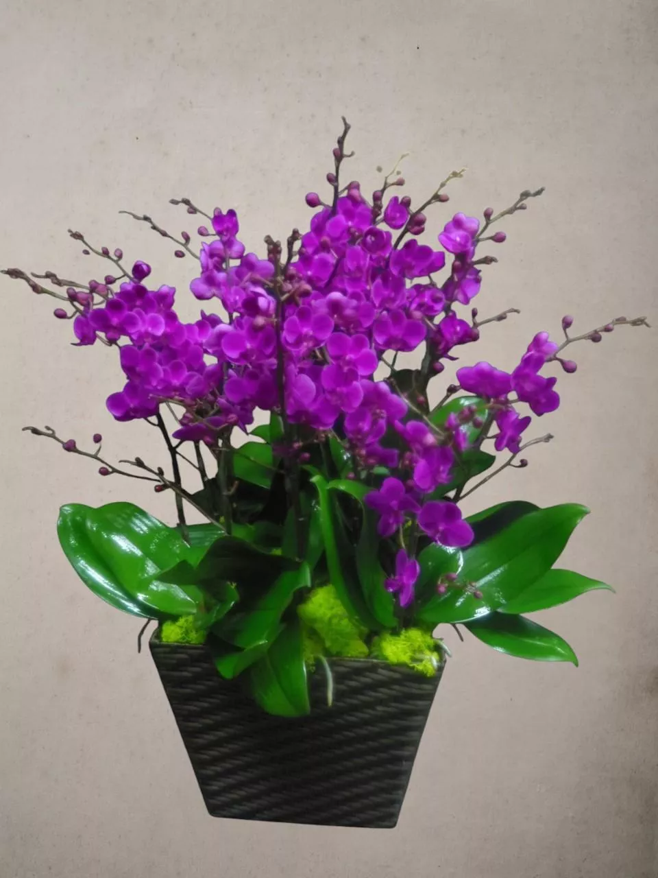 紅運當頭-蝴蝶蘭