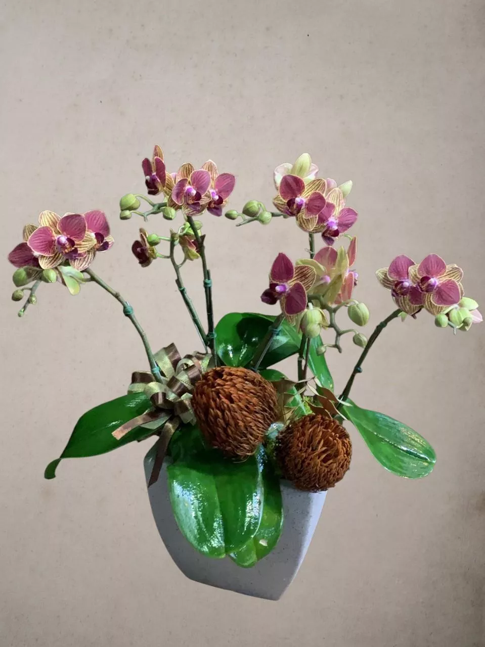 夢彩之翼-蝴蝶蘭