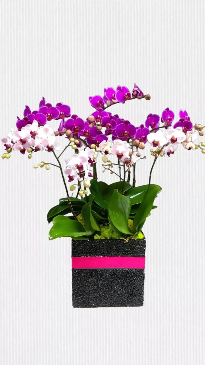 榮耀綻放-蝴蝶蘭