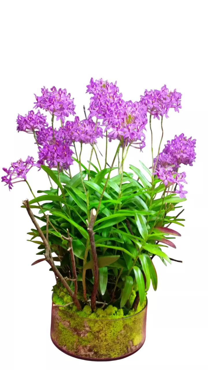 晴日香光-蘆脛球蘭