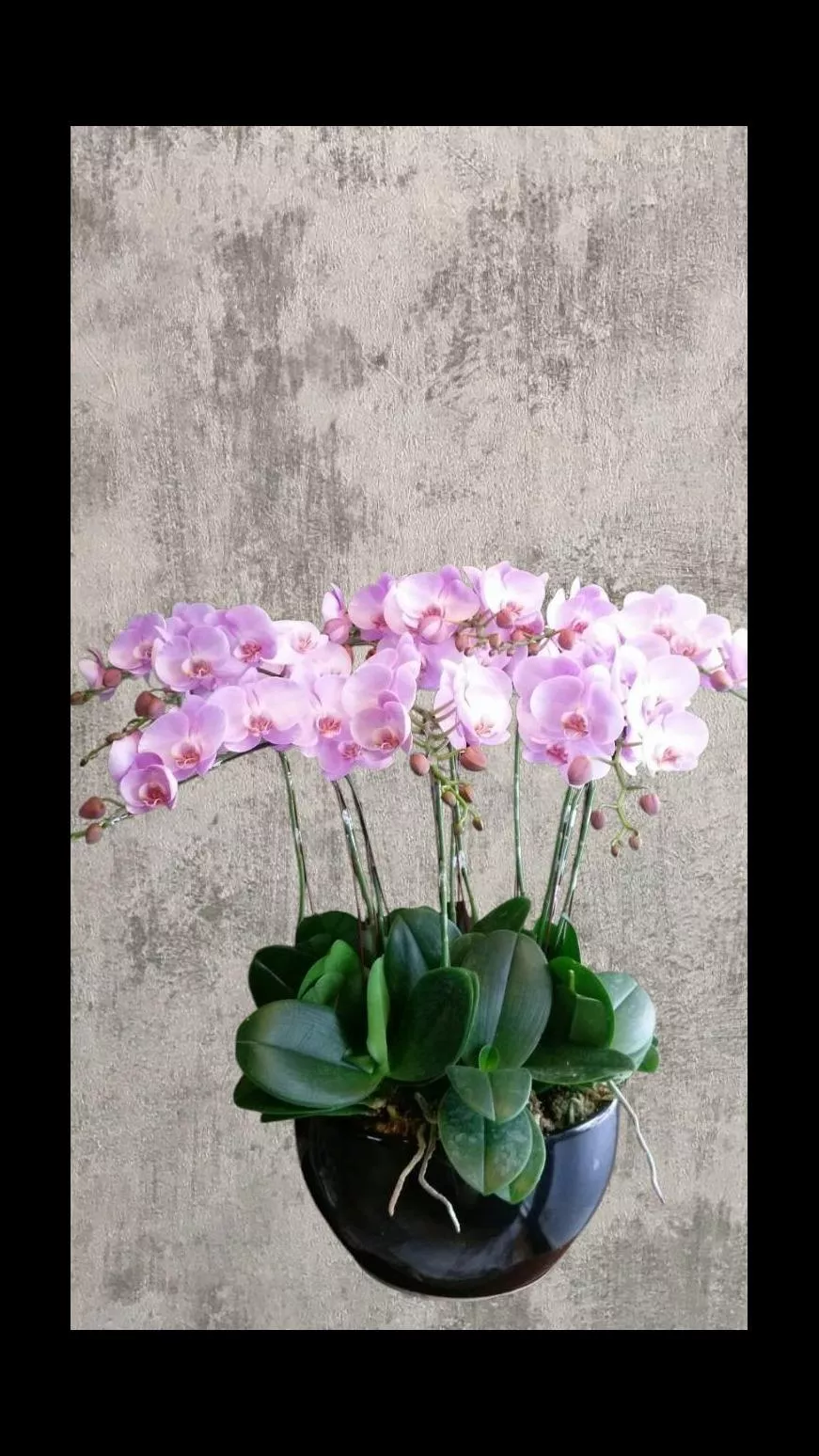 柔光歲月-蝴蝶蘭