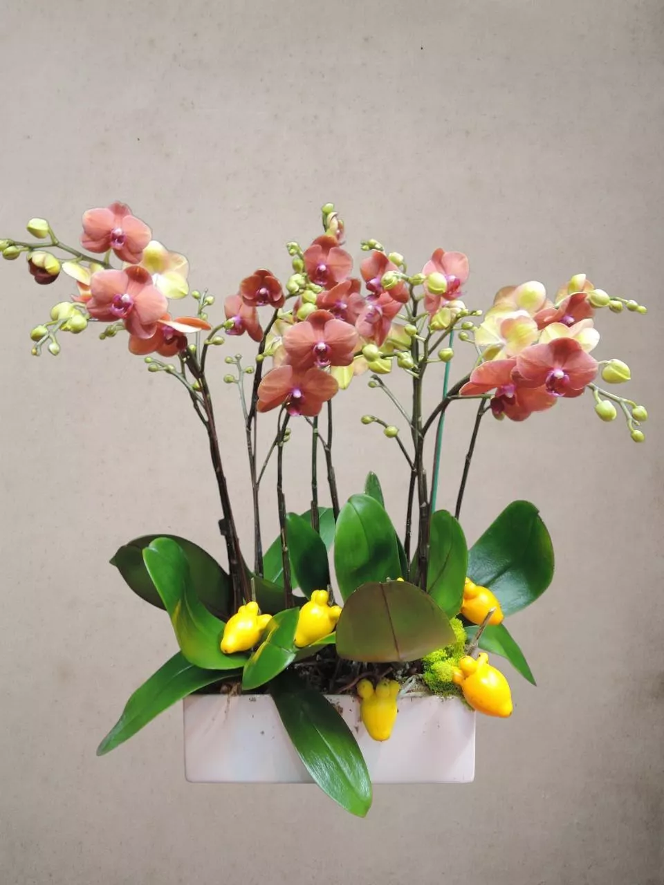 金桔滿堂-蝴蝶蘭