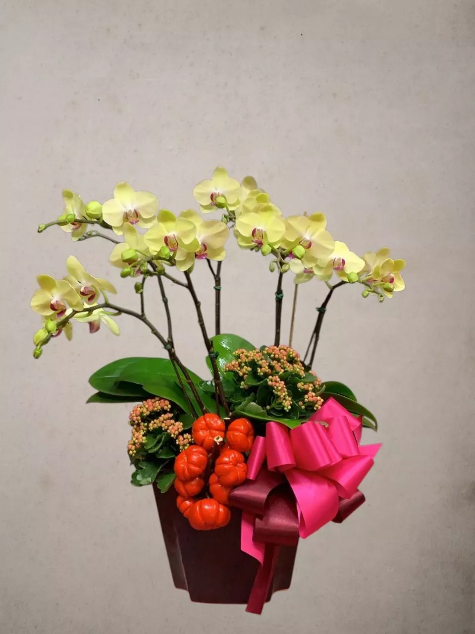 晨曦和風-蝴蝶蘭