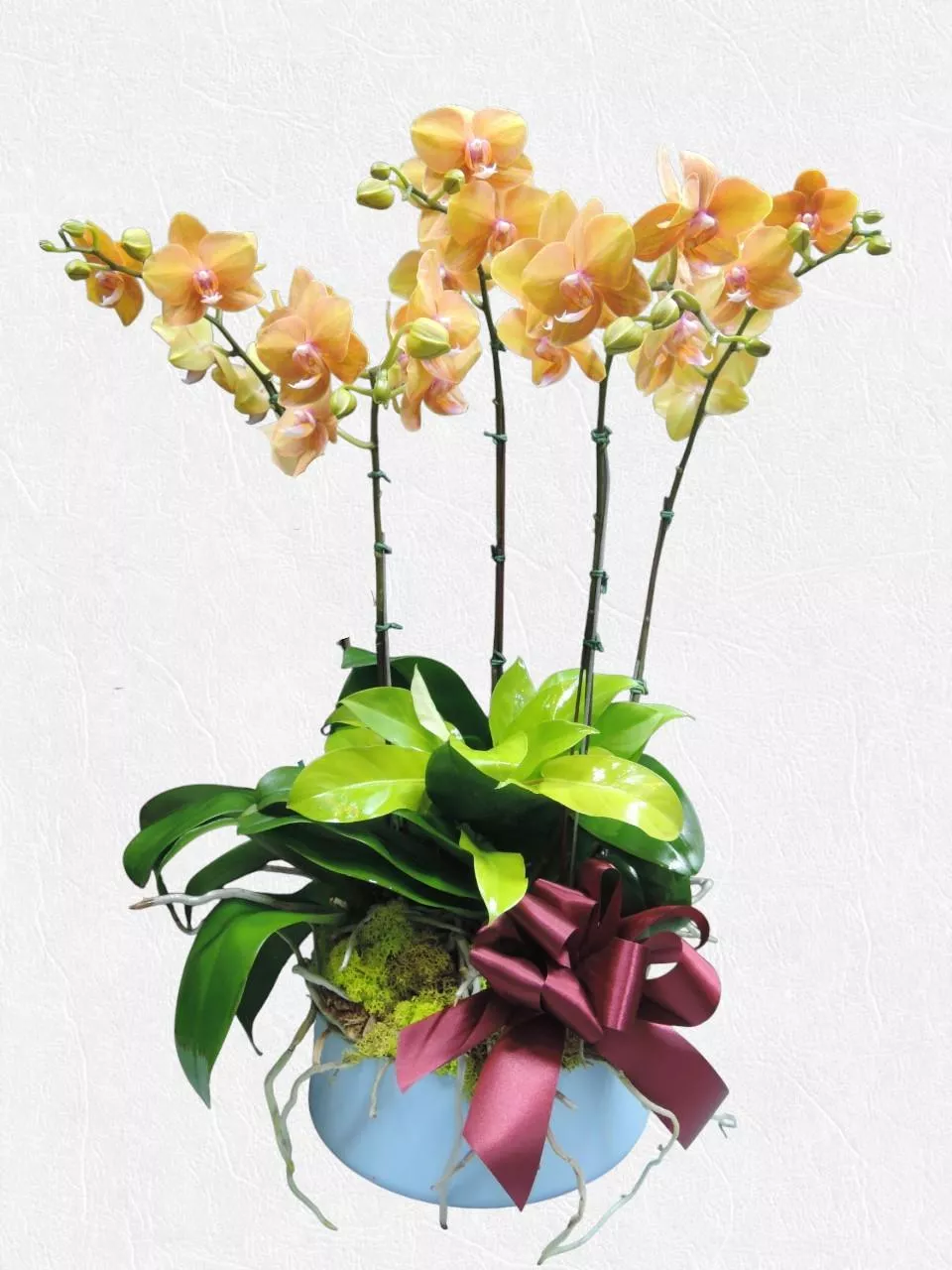 初橙暖心-蝴蝶蘭