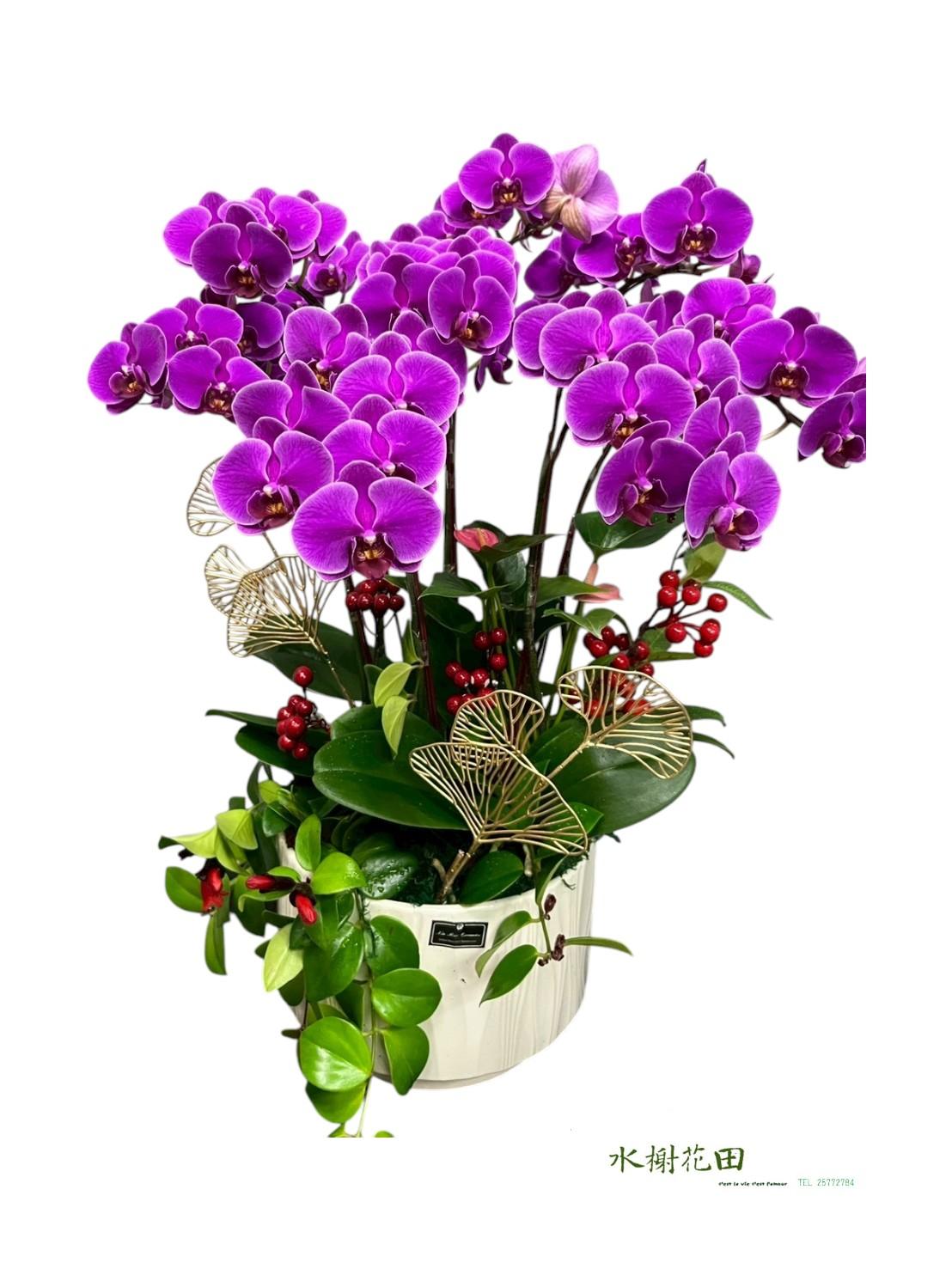 【鴻運當頭】深紫紅蝴蝶蘭設計花禮