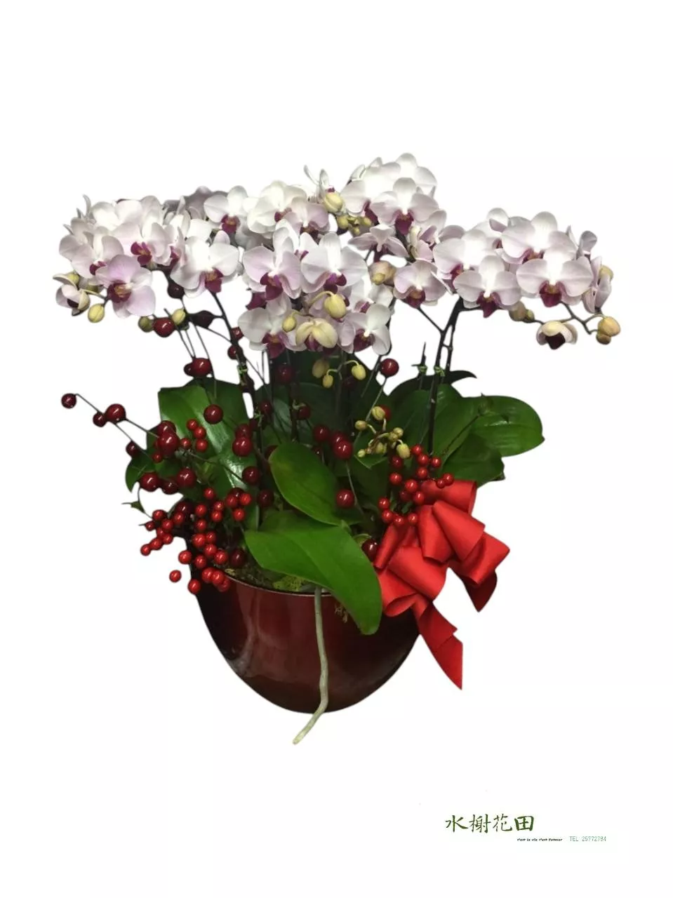 鴻運當頭｜現代奢華「紅心白蝴蝶蘭×北美冬青」