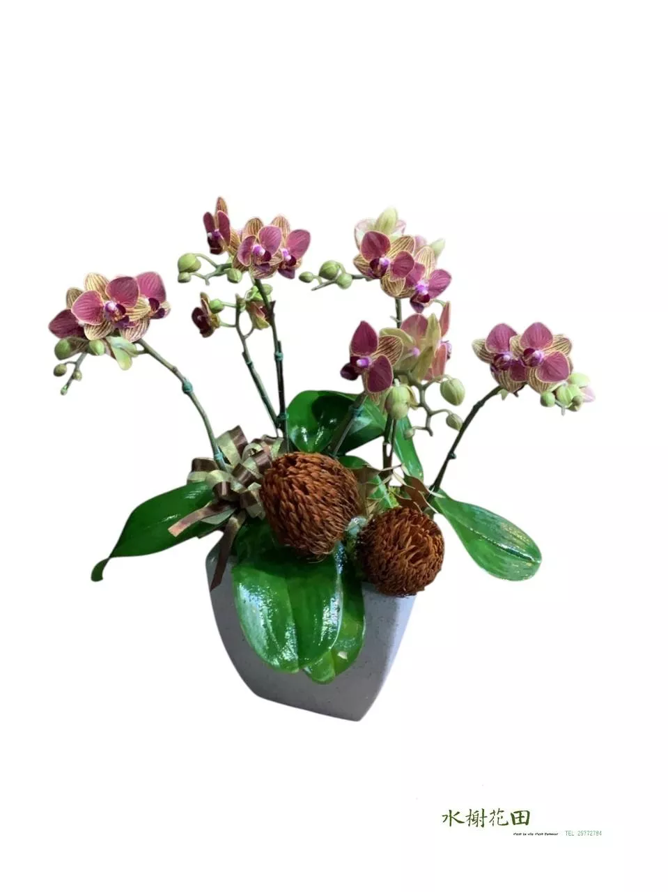 【基業長青】復古暗紅金邊蝴蝶蘭創意花禮