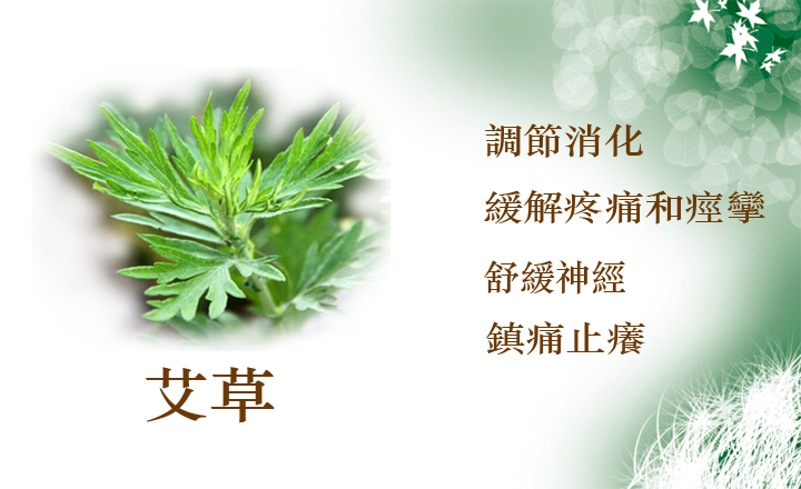 中華醫草--艾草