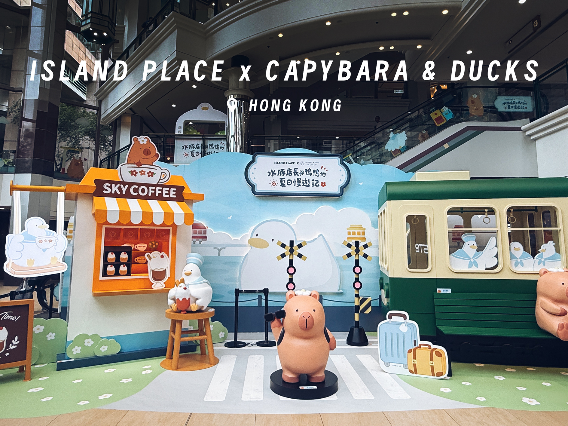 2026 香港北角港運城 水豚店長與鴨鴨們 夏日慢遊記