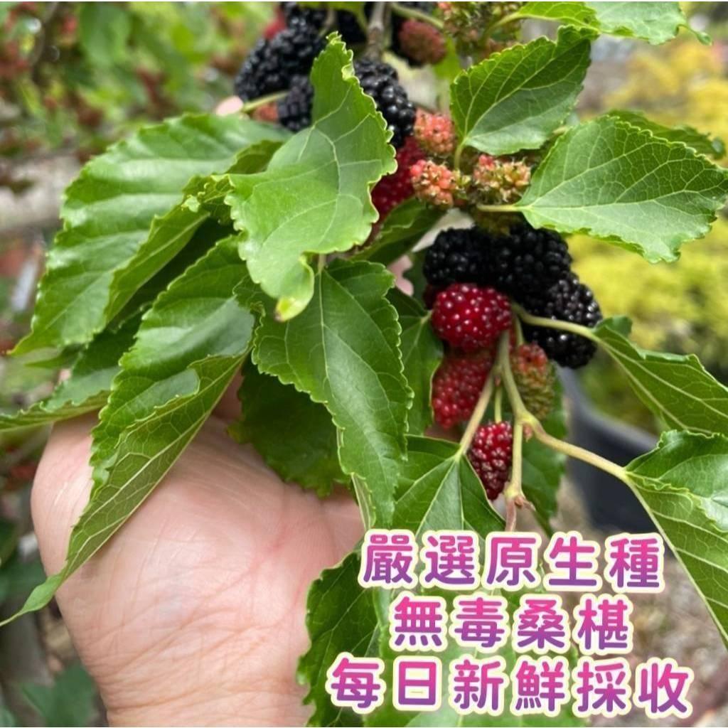 (實體商店附發票)農友品質 無毒農藥檢測 桑椹汁 1150ml SGS認證