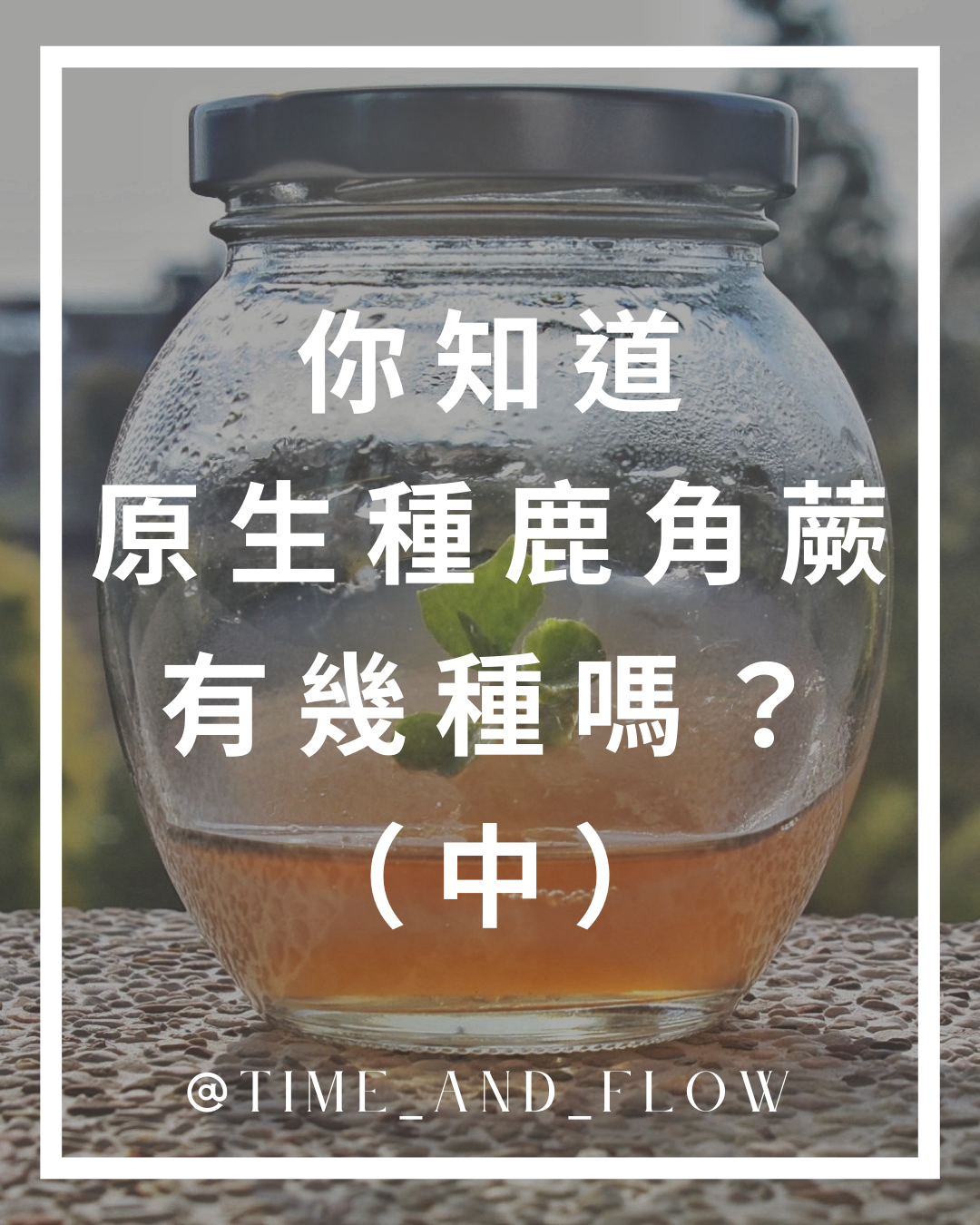 你知道原生鹿角蕨有幾種嗎？(中)
