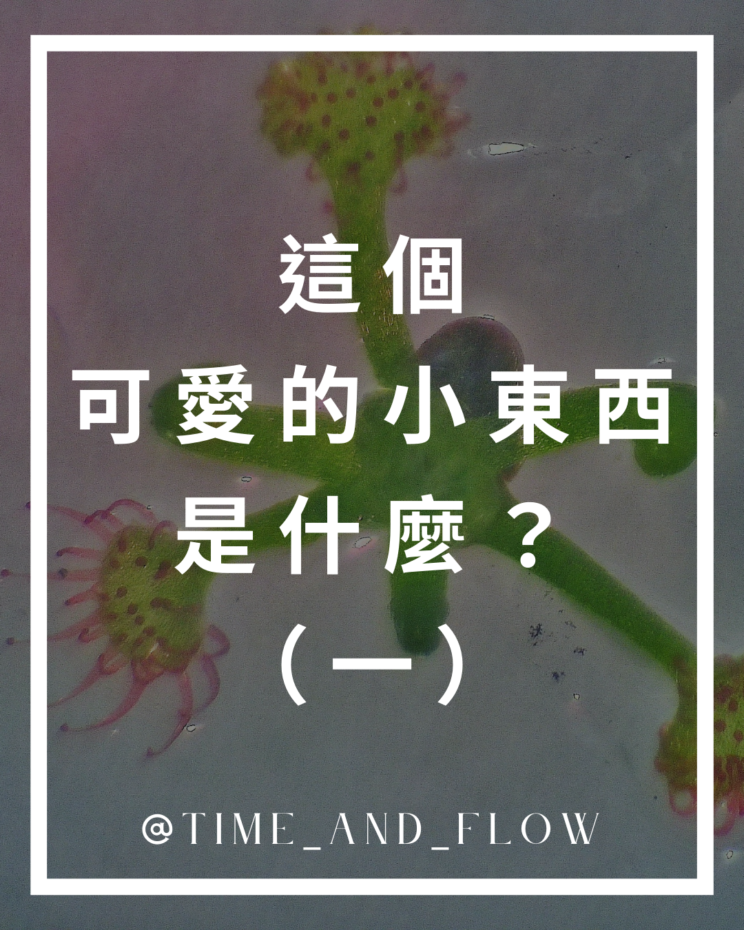 這個可愛的小東西是甚麼？