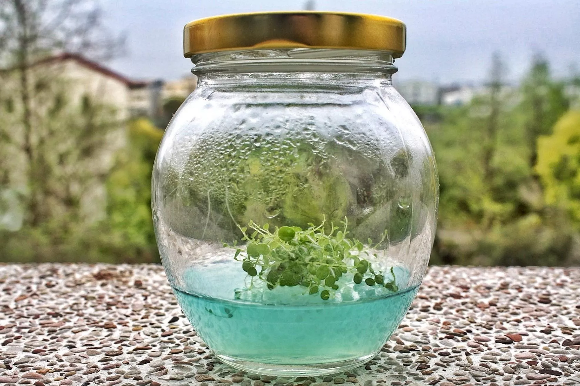 海龜拾光瓶-海龜串椒草瓶